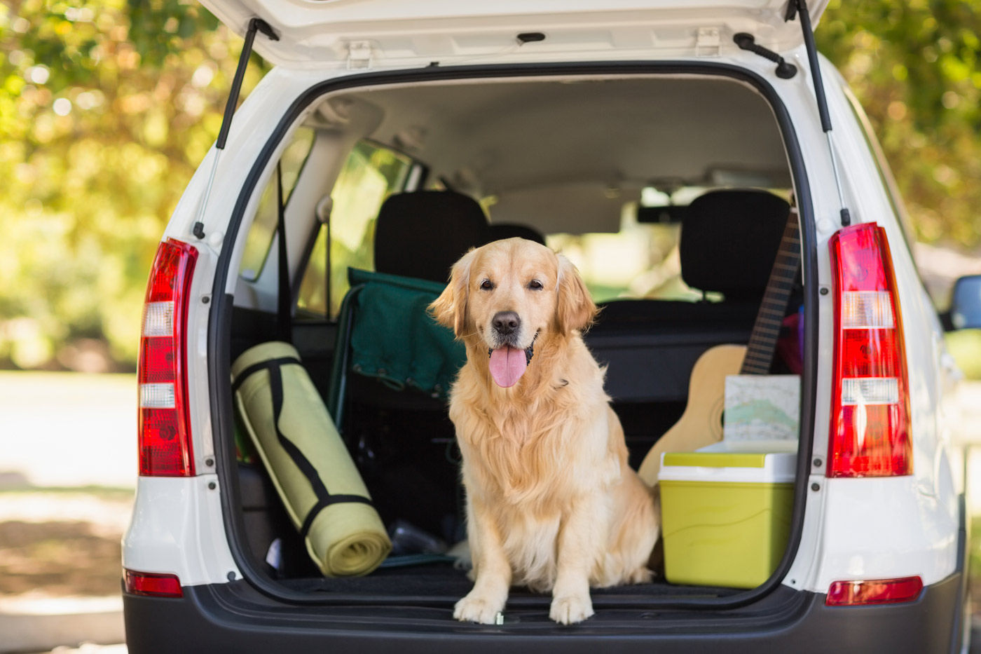 Ensure that your pet will be safe and happy while travelling to our Regina hotel.